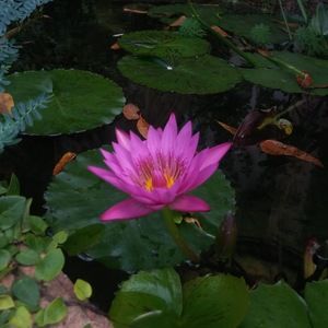 Meet your Posher, Lillian